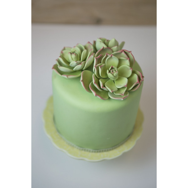 Image of succulent on cake