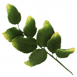 Global Sugar Art Rose Leaf Spray Sugar Cake Flowers, Green with Yellow, 2 Count by Chef Alan Tetreault