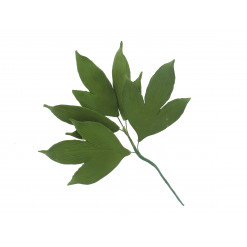 image of leaves