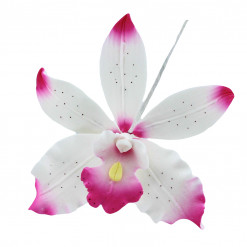 Global Sugar Art Brassavolaelio Orchid Sugar Cake Flowers, White with Pink, 3 Count by Chef Alan Tetreault
