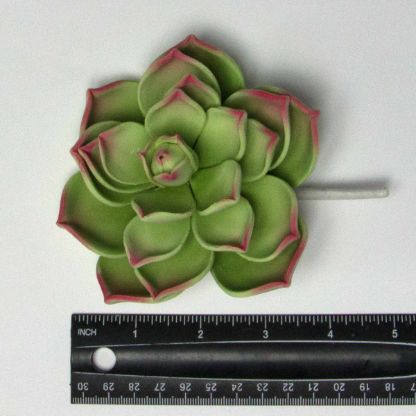 Image of succulent next to ruler.